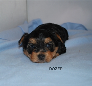yorkshire terrier puppies for sale in holland mi