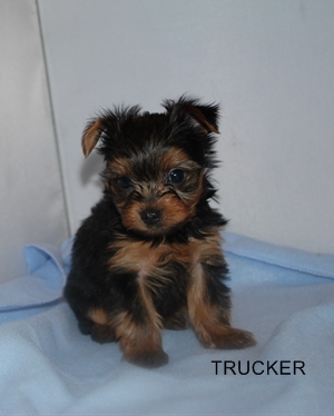 yorkshire terrier puppies for sale in holland mi