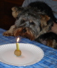 COPPERS FIRST BIRTHDAY